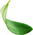 olive-tree-leaf