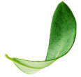 olive-tree-leaf
